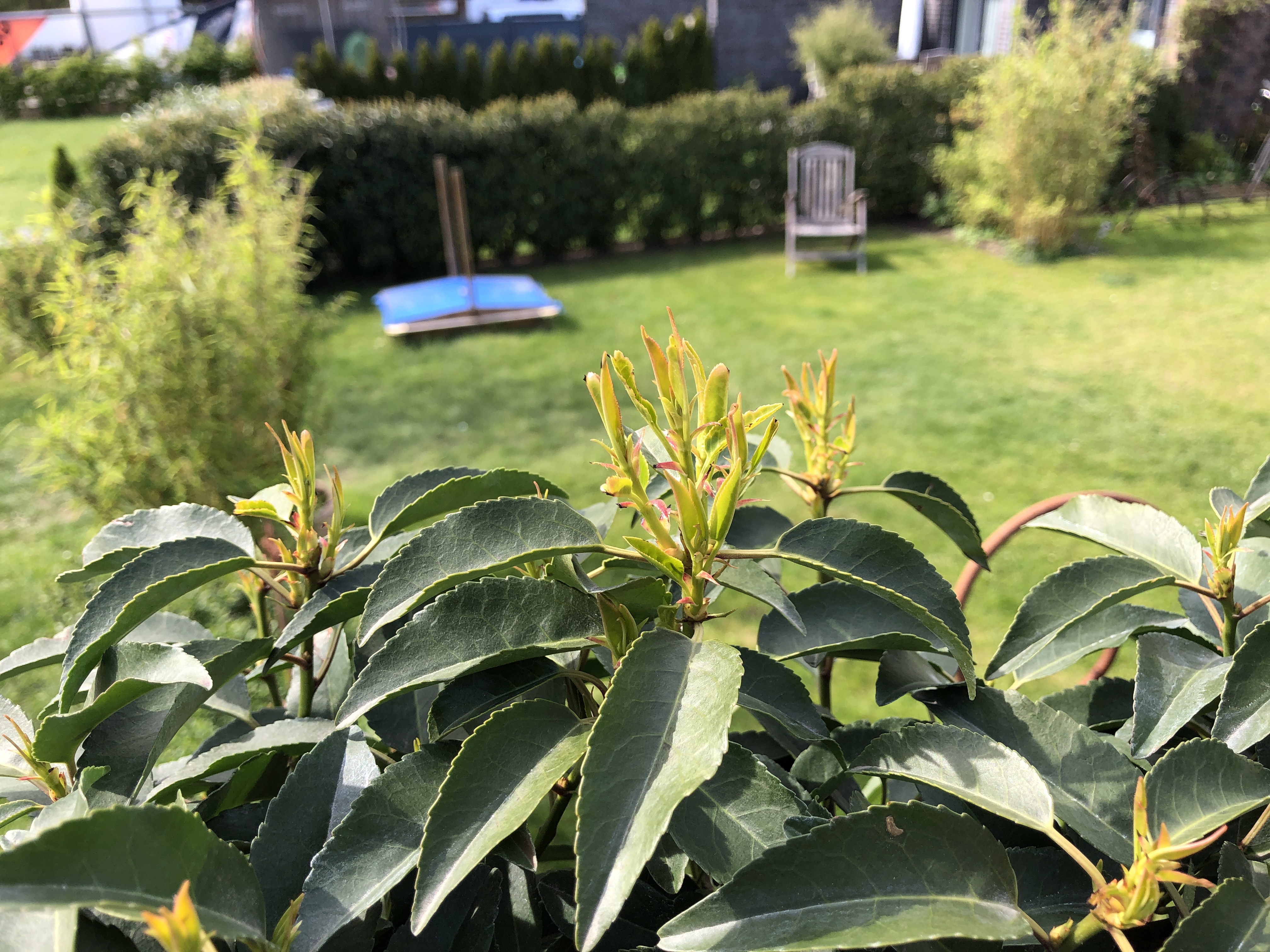 Portugiesische Kirschlorbeer krank oder falsch behandelt